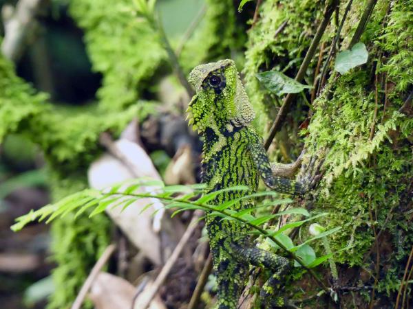 Indonesia wildlife vacation, mammals of Java