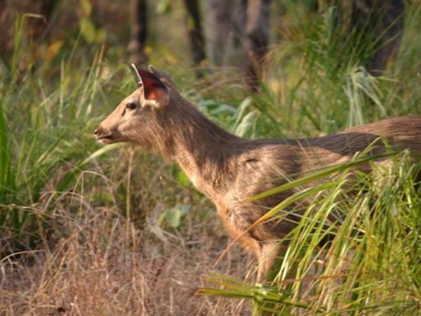 Chitwan luxury tiger safari in Nepal