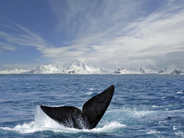 Classic Antarctica vacation