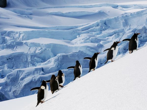 Antarctic Circle cruises