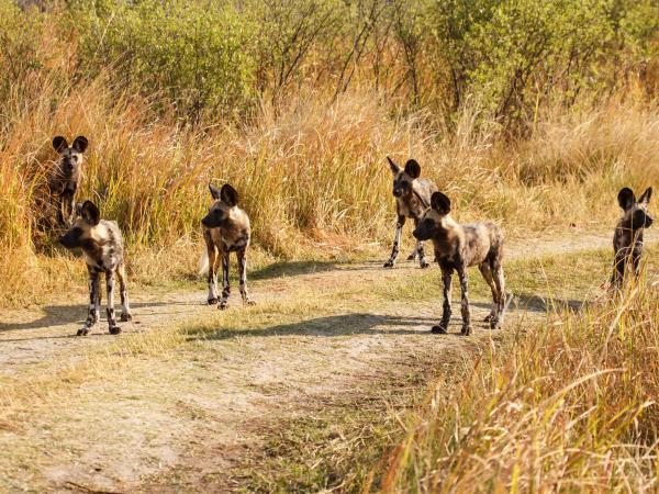 Cape town to Victoria Falls vacation