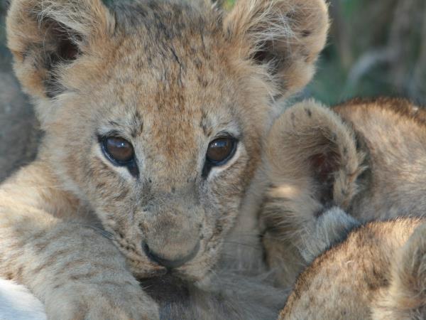 Cape town to Victoria Falls vacation
