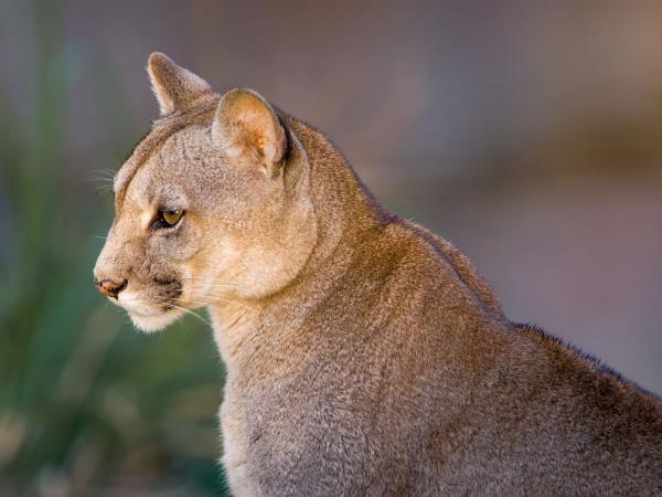 Wildlife vacation in Chile