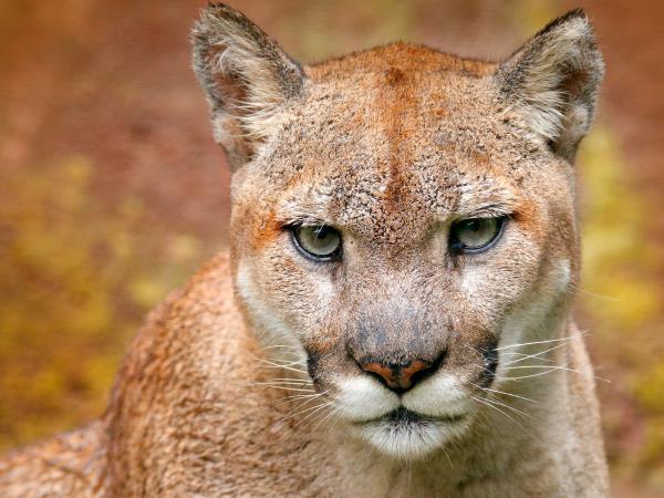 Wildlife vacation in Chile