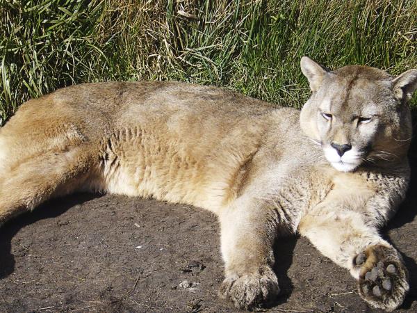 Wildlife vacation in Chile