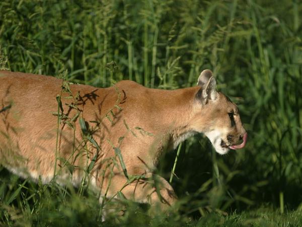 Wildlife vacation in Chile