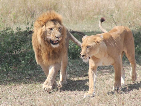 Tanzania volunteering and safari