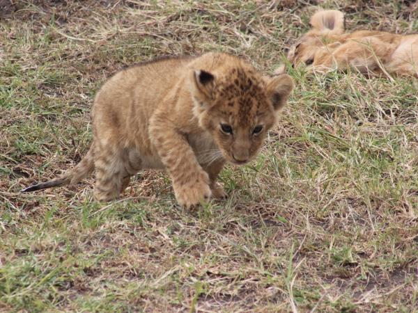 Tanzania volunteering and safari