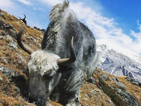 Helambu trekking vacation in Nepal