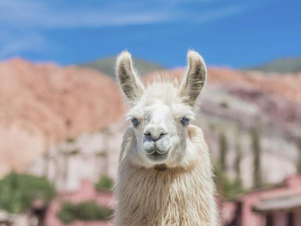 Northern Argentina vacation