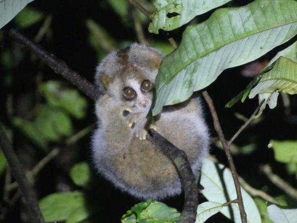 Tawau Hills wildlife tour in Borneo