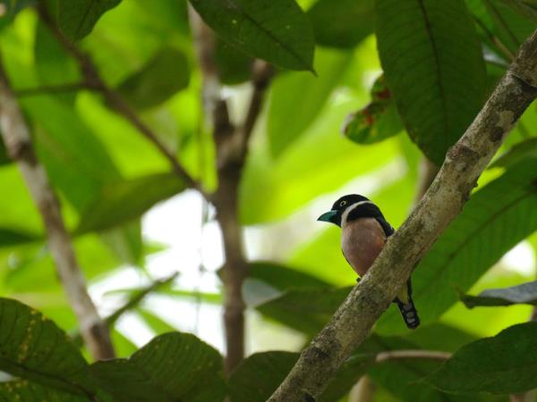 Tawau Hills wildlife tour in Borneo