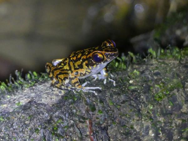 Tawau Hills wildlife tour in Borneo