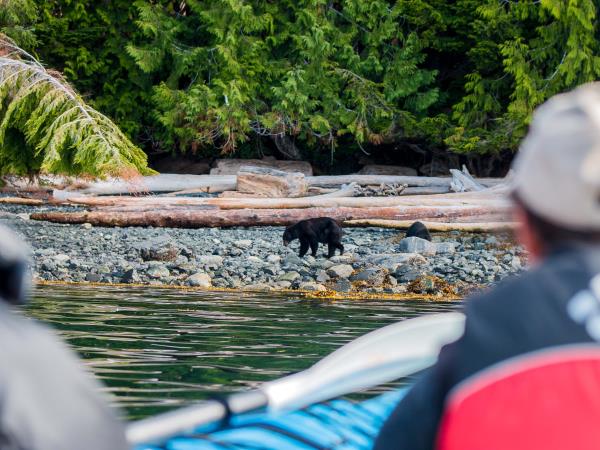 Kayak with whales in British Columbia, Canada