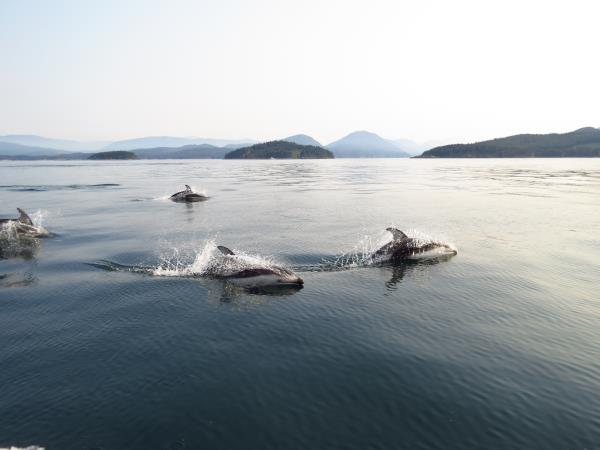 Kayak with whales in British Columbia, Canada