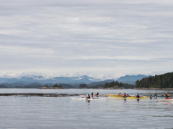 Kayak with whales in British Columbia, Canada