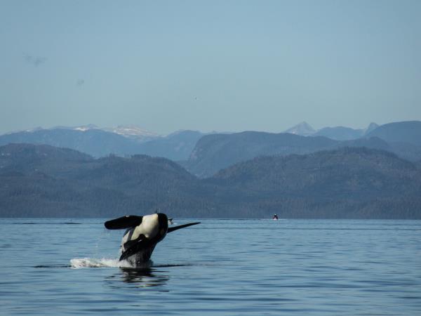 Kayak with whales in British Columbia, Canada