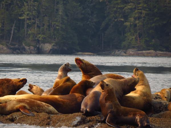 Kayak with whales in British Columbia, Canada