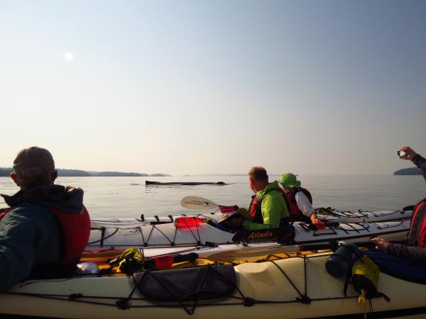 Kayak with whales in British Columbia, Canada