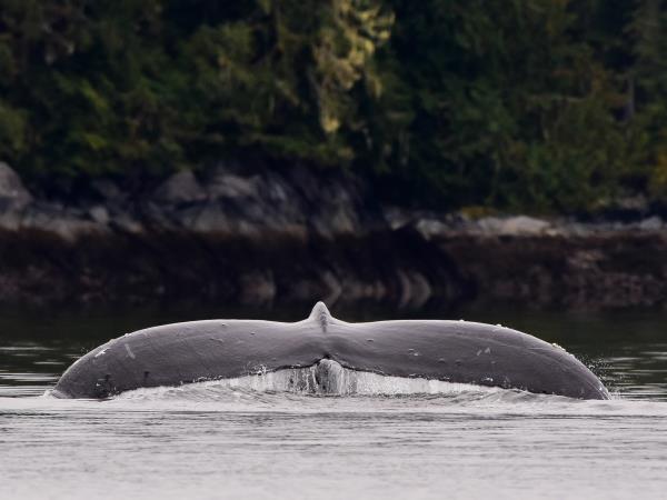 Kayak with whales in British Columbia, Canada