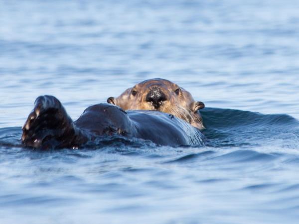 Great Bear Rainforest kayaking holiday