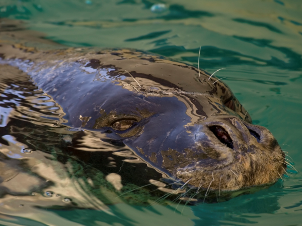 Dolphin conservation vacation in Greece