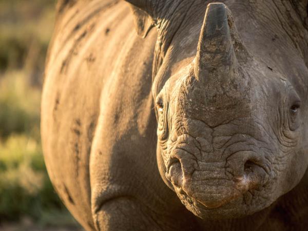 Wildlife photography & conservation volunteering in south Africa