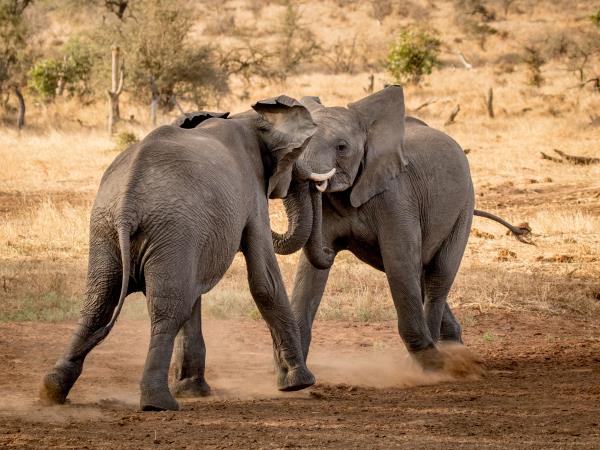 Wildlife photography & conservation volunteering in south Africa