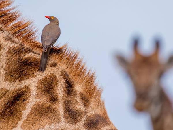 Wildlife photography & conservation volunteering in south Africa