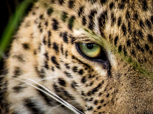Wildlife photography & conservation volunteering in south Africa
