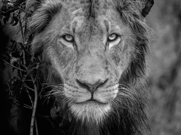 Wildlife photography & conservation volunteering in south Africa