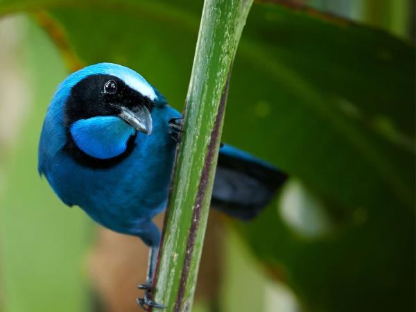 Ecuador and Galapagos Islands wildlife tour
