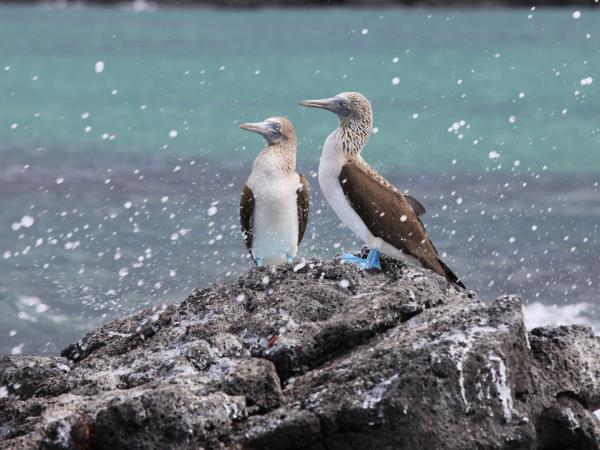 Ecuador and Galapagos Islands wildlife tour