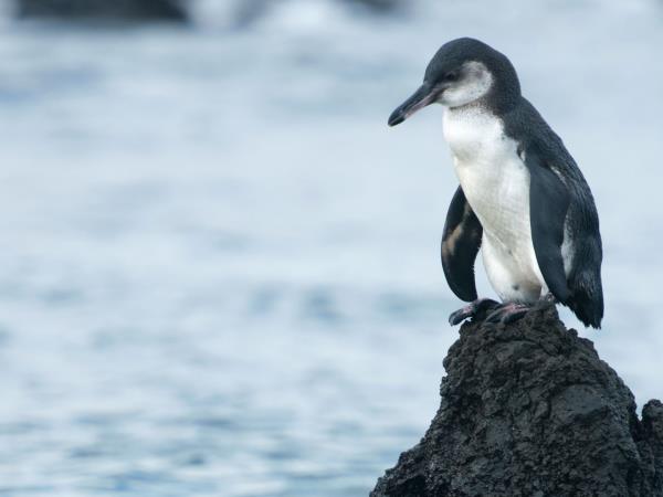 Ecuador and Galapagos Islands wildlife tour