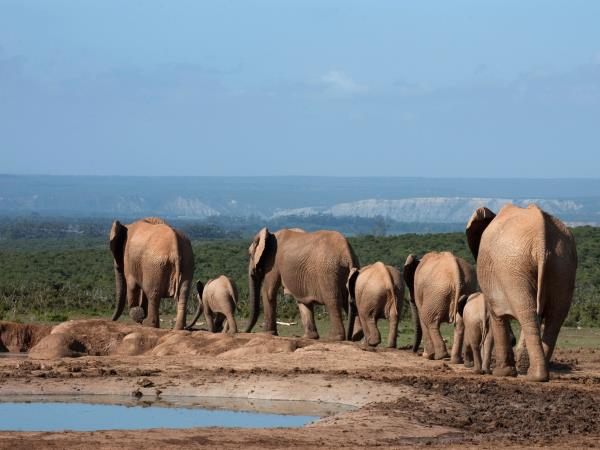 Garden Route tour and safari in South Africa