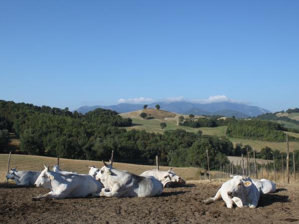 Le Marche holiday accommodation in Italy