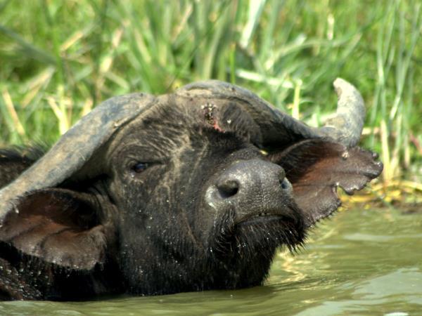 Tailor made Botswana safari