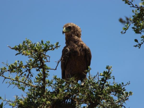 Tailor made Botswana safari