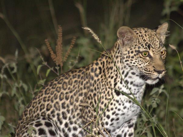 Tailor made Botswana safari