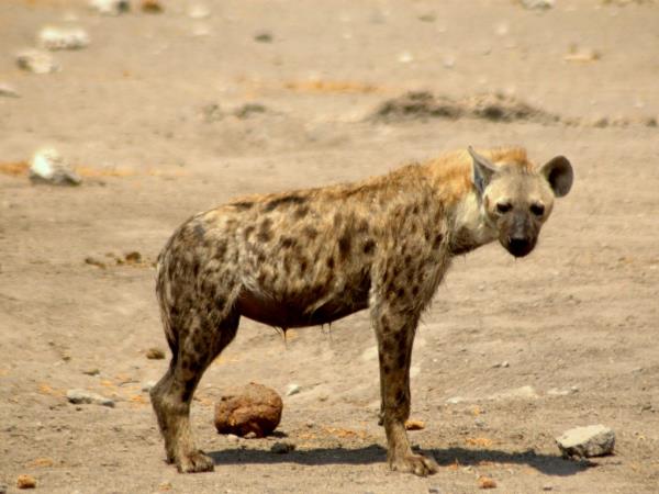 Tailor made Botswana safari