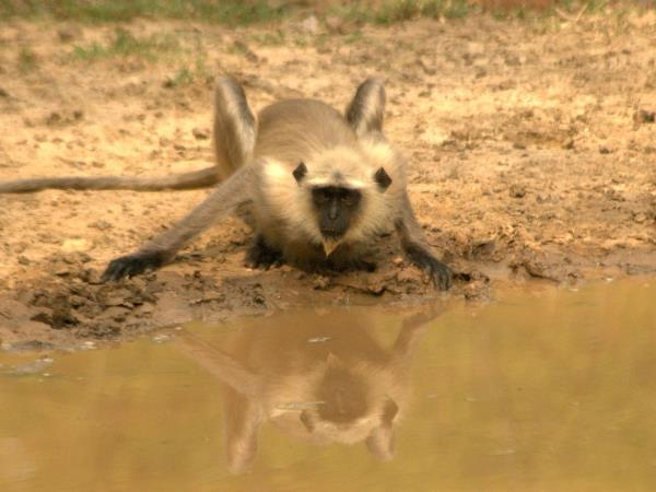 India tiger safari in Kanha National Park
