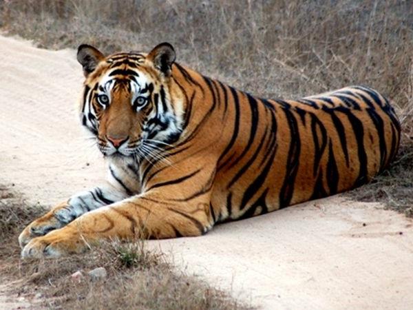 India tiger safari in Kanha National Park