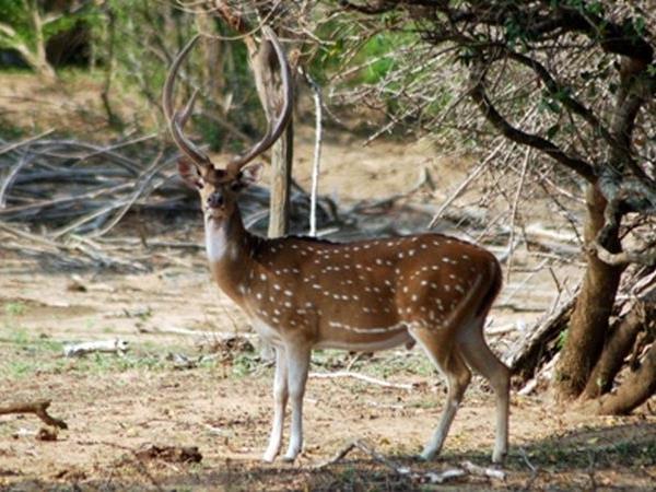 India tiger safari in Kanha National Park