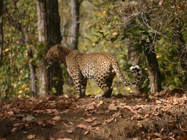 India tiger safari in Kanha National Park