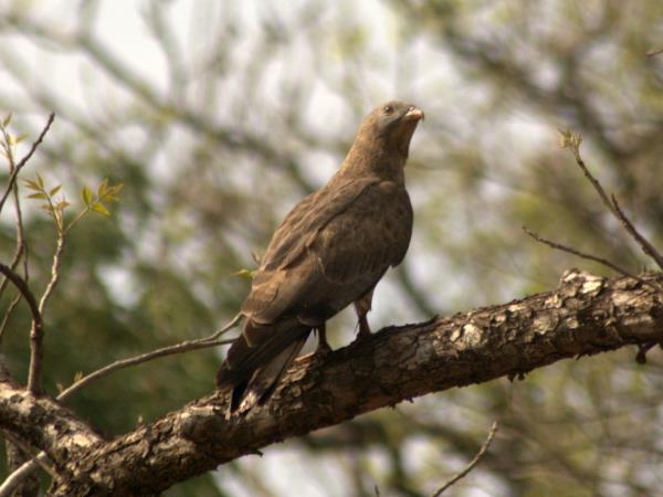 India tiger safari in Kanha National Park