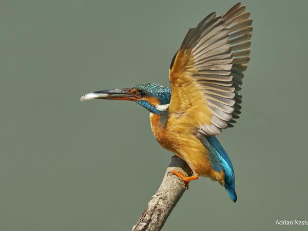 Wildlife photography vacation in Romania
