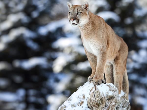 Puma tracking in Patagonia vacation