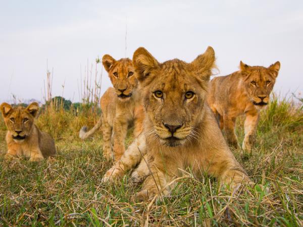 Zambia walking safari, tailor made