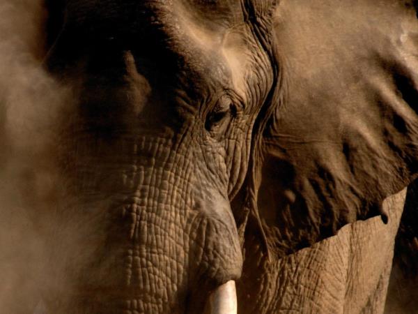Zambia walking safari, tailor made