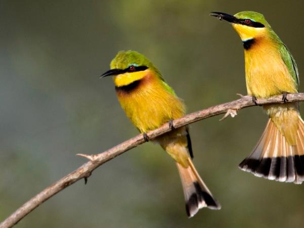 Zambia walking safari, tailor made